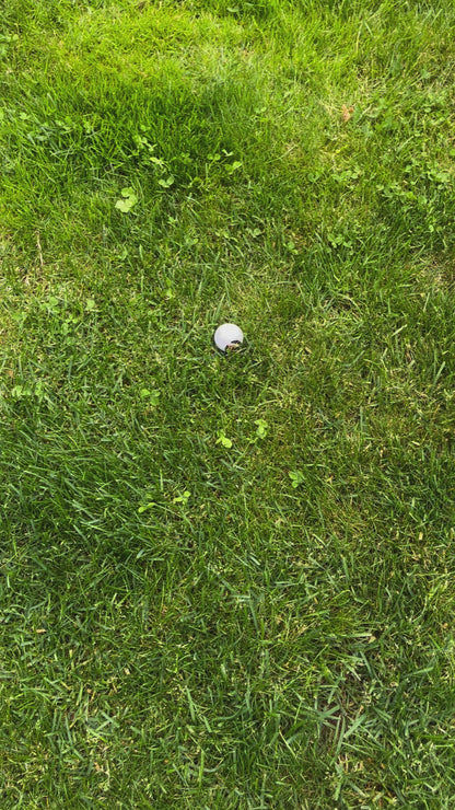 Golden Golf Retriever